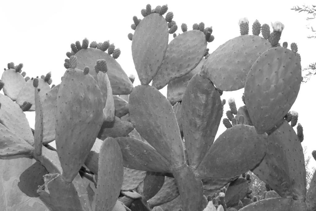 Albachiara Bed & Breakfast Monopoli Exteriör bild